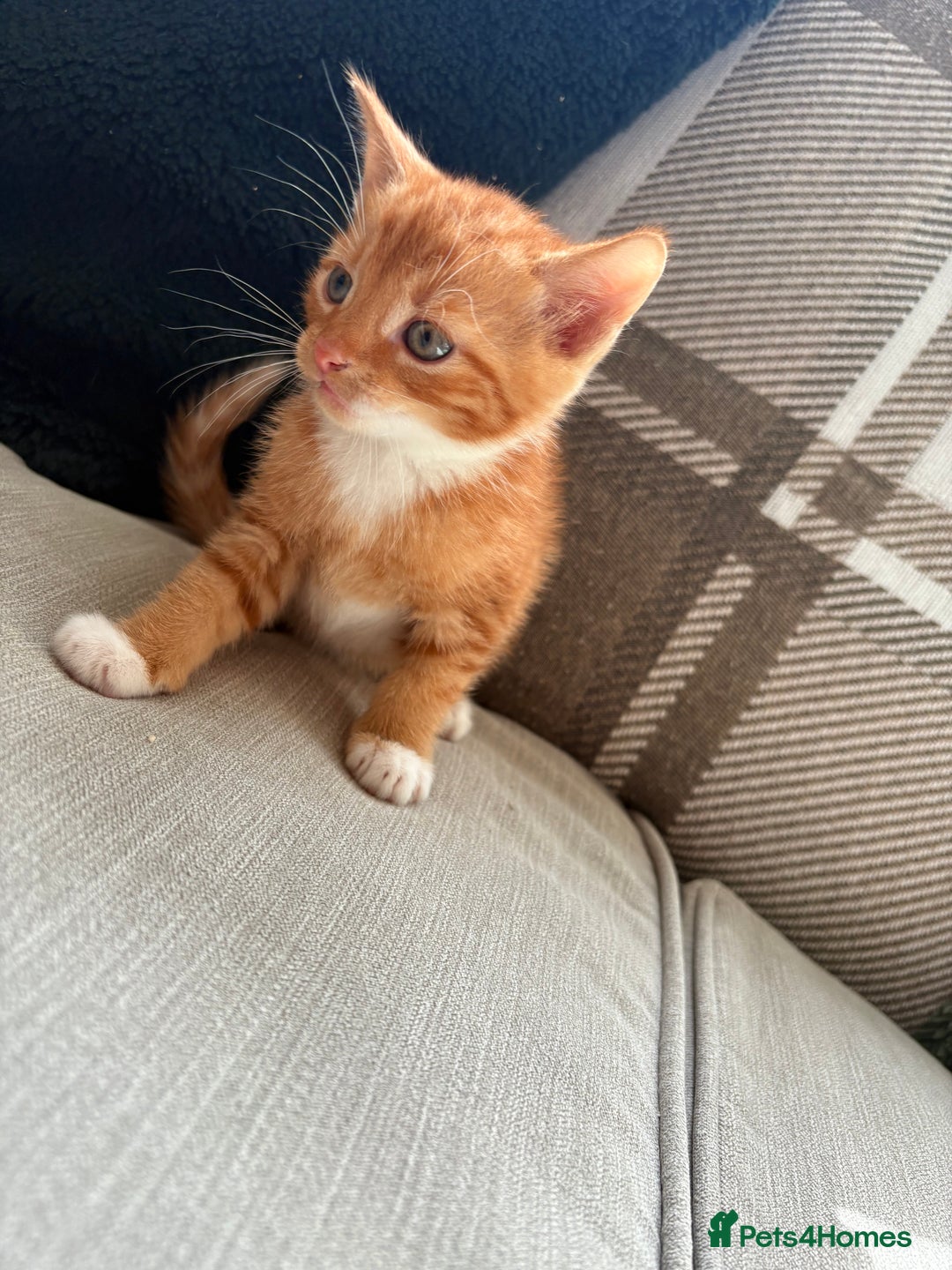 British Shorthair cats for sale: 4 kittens for sale - Image 7