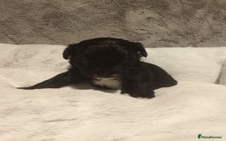 Shihpoo dogs for sale: 💕Stunning Rare F1 Merle Shoodles/Shihpoos💕 - Image 3
