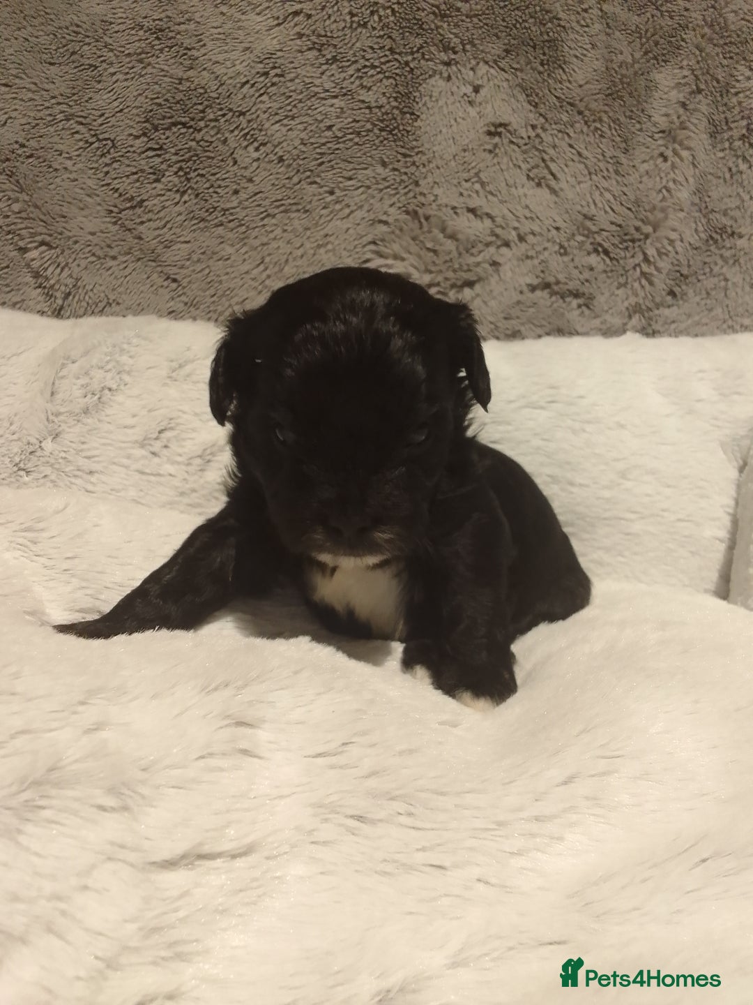 Shihpoo dogs for sale: 💕Stunning Rare F1 Merle Shoodles/Shihpoos💕 - Image 3