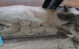 Ragdoll cats for sale: Ragdoll and BSH rare colour kittens (5 left) - Image 19