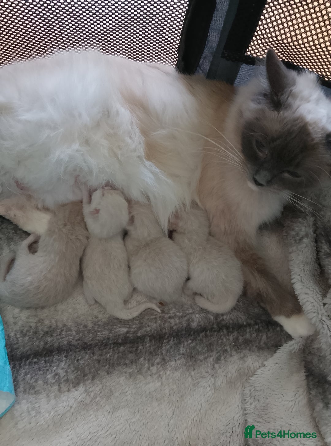Ragdoll cats for sale: Ragdoll and BSH rare colour kittens (5 left) - Image 19