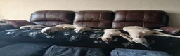 Whippet dogs for sale: High Quality Whippet pups Crufts in Bishop Auckland - Advert 18