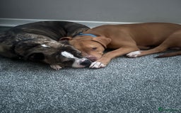 Old Tyme Bulldog dogs for sale: Poppy - Image 3