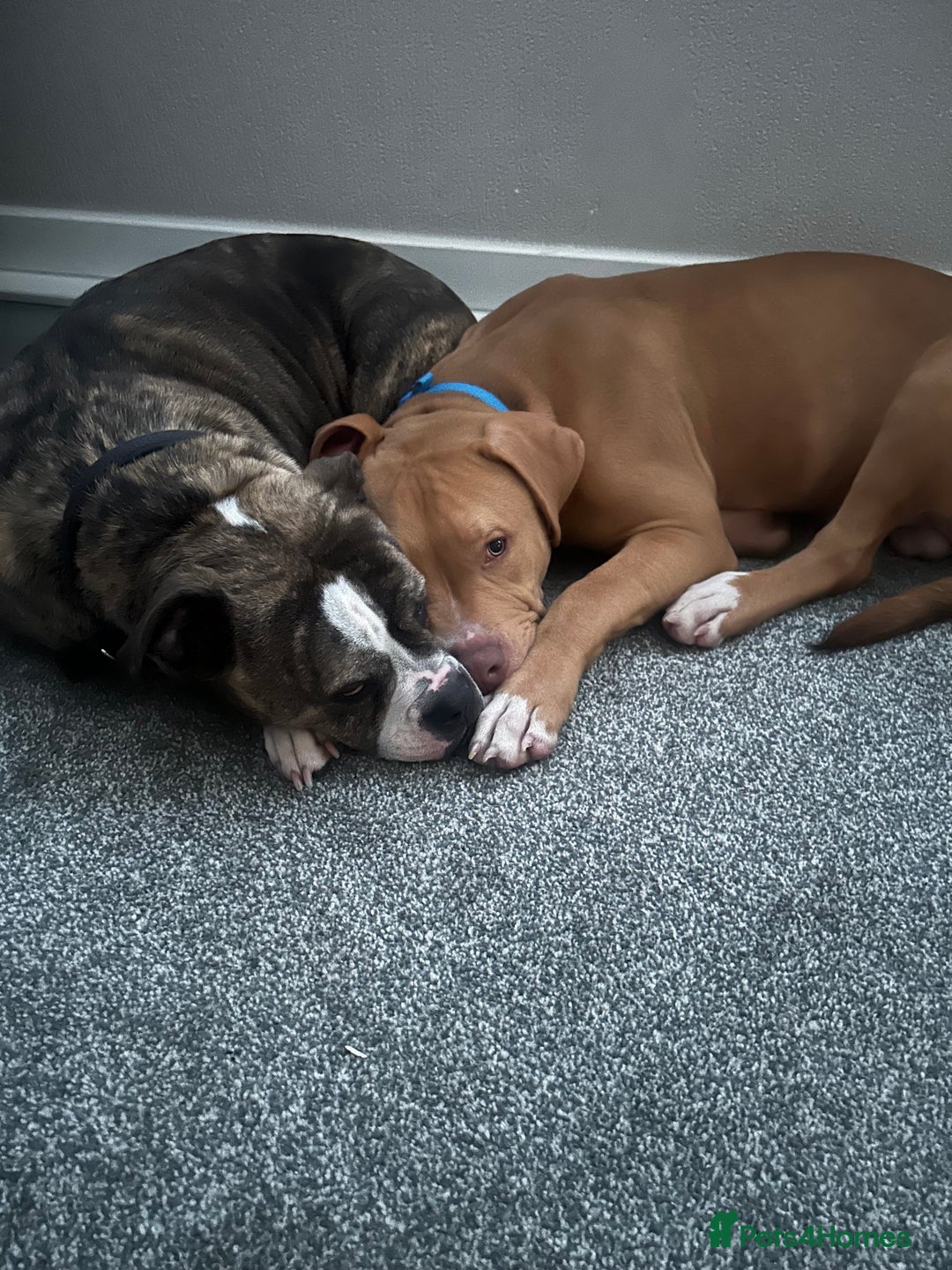Old Tyme Bulldog dogs for sale: Poppy - Image 3