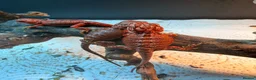 Bearded Dragon reptiles for sale: Red Monster baby bearded dragons ready to go! - Advert 7