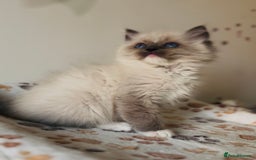 Ragdoll cats for sale: 💙🐾Tica full Pedigree🐾EU Ragdoll 🐱🐾DNA Clear - Image 22