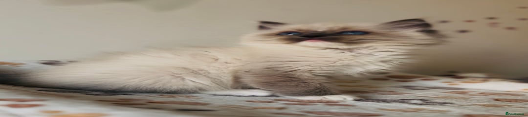 Ragdoll Kitten 6
