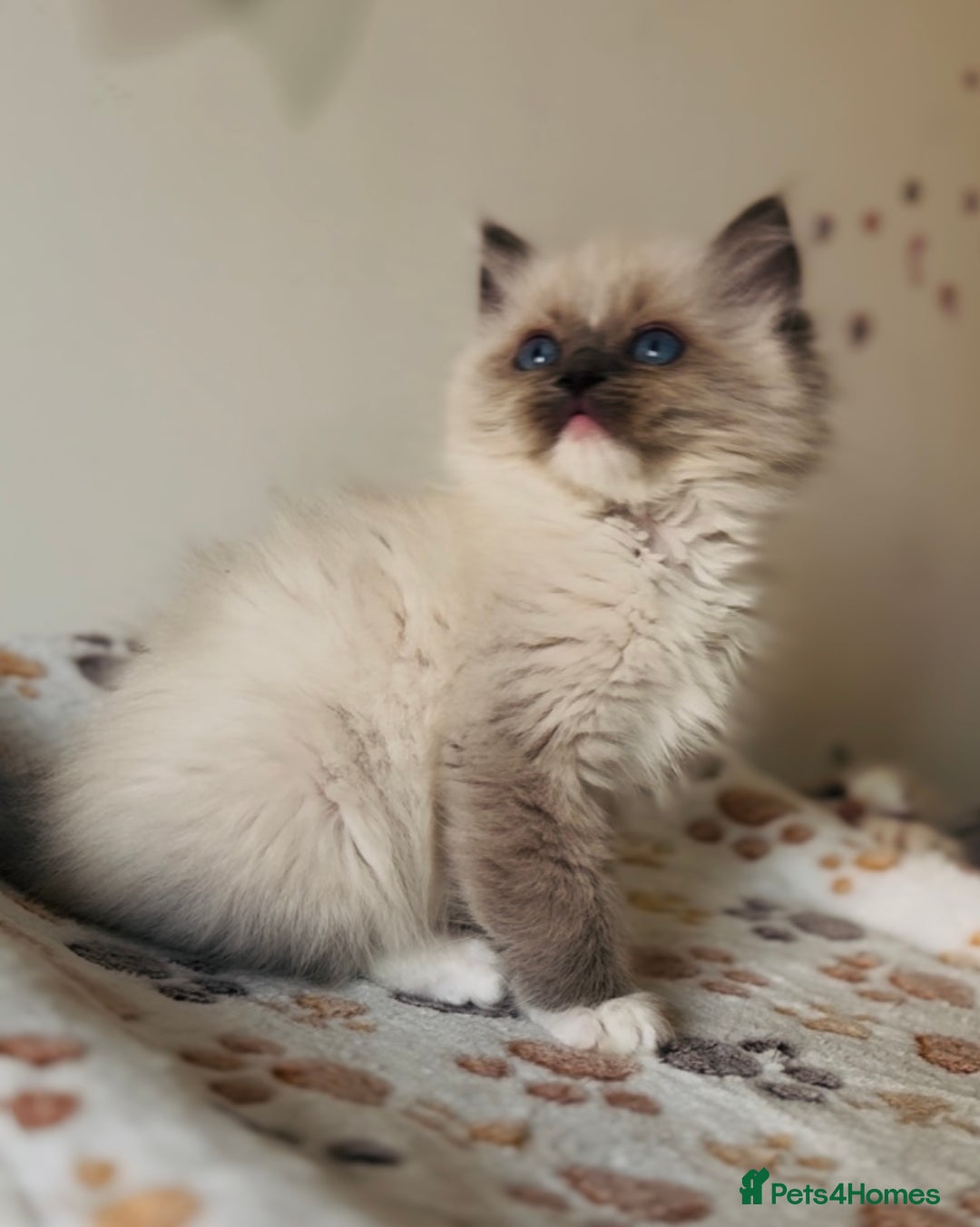 Ragdoll cats for sale: 💙🐾Tica full Pedigree🐾EU Ragdoll 🐱🐾DNA Clear - Image 22