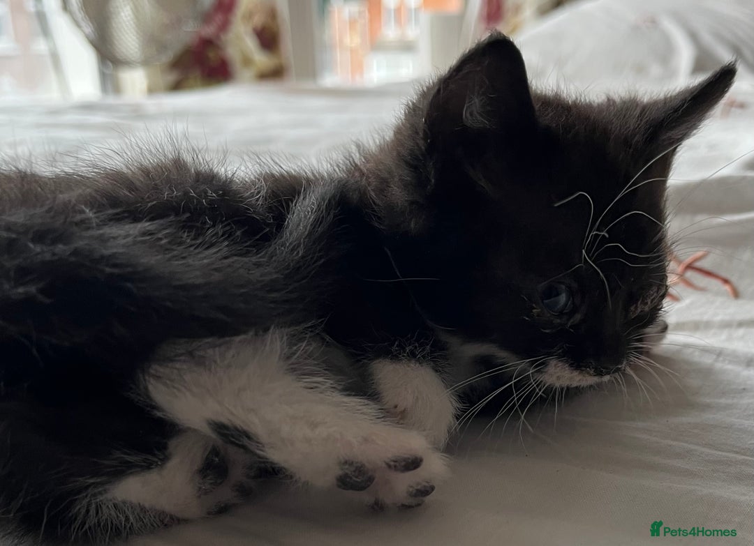 Mixed Breed cats for sale: 5 beautiful kittens  - Advert 31