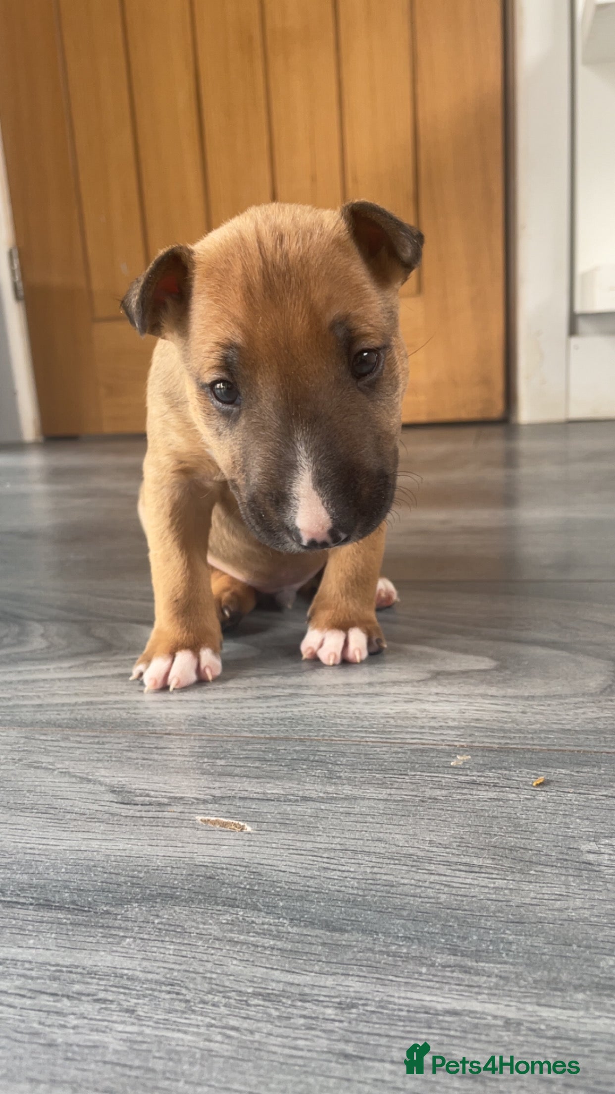 English Bull Terrier Puppy 1