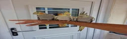 Cockatiels birds for sale: Super hand tamed baby cockatiels  - Advert 6