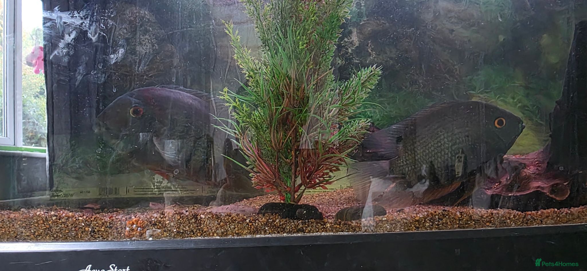 Cichlids fish Red shouldered severum breeding pair - Advert 1