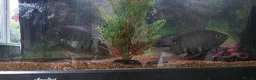 Cichlids fish for sale: Red shouldered severum breeding pair - Advert 1
