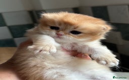 British Longhair cats for sale: GCCF reg BLH Black and Chocolate Golden kittens - Image 22