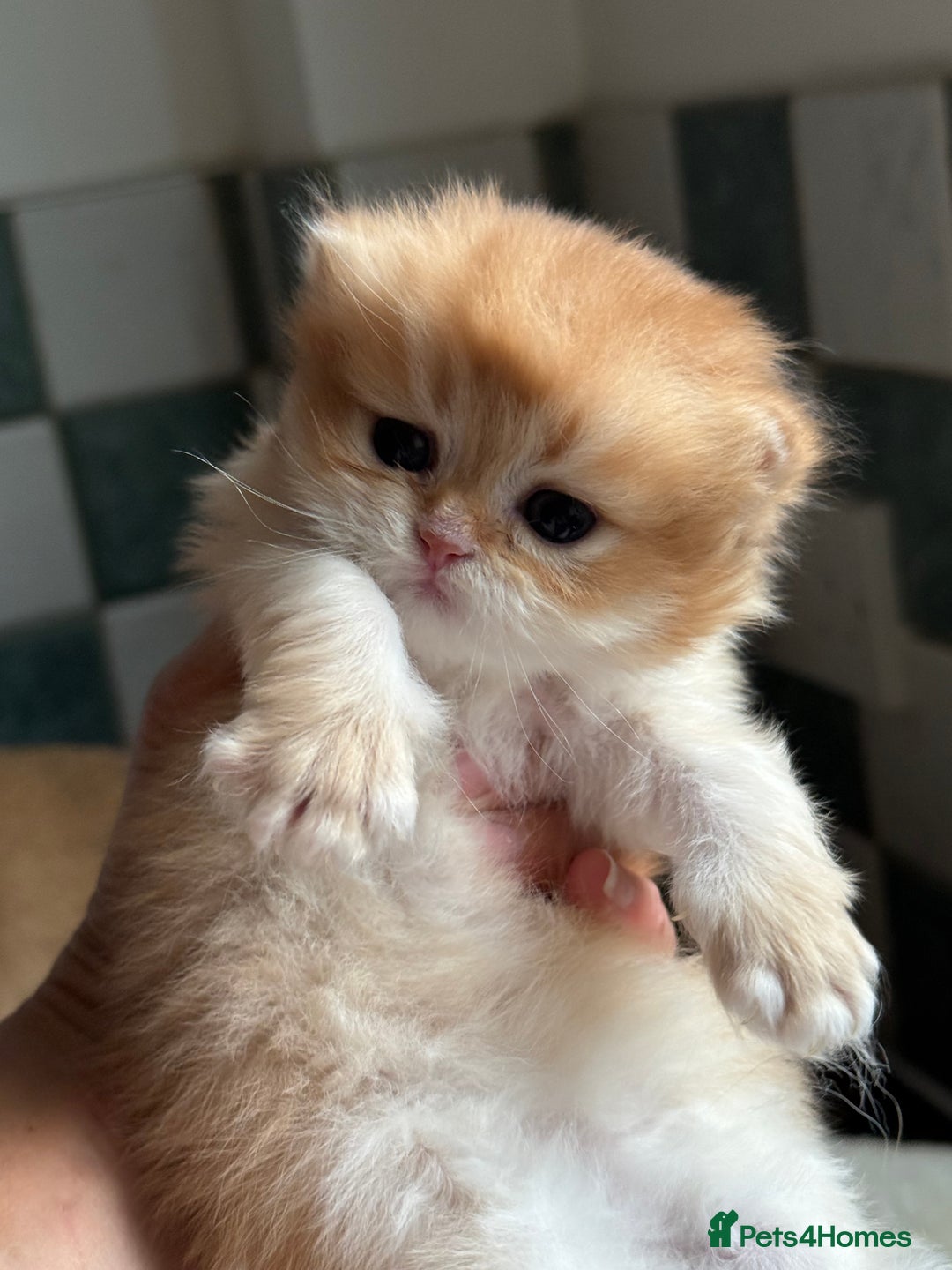 British Longhair cats for sale: GCCF reg BLH Black and Chocolate Golden kittens - Image 22