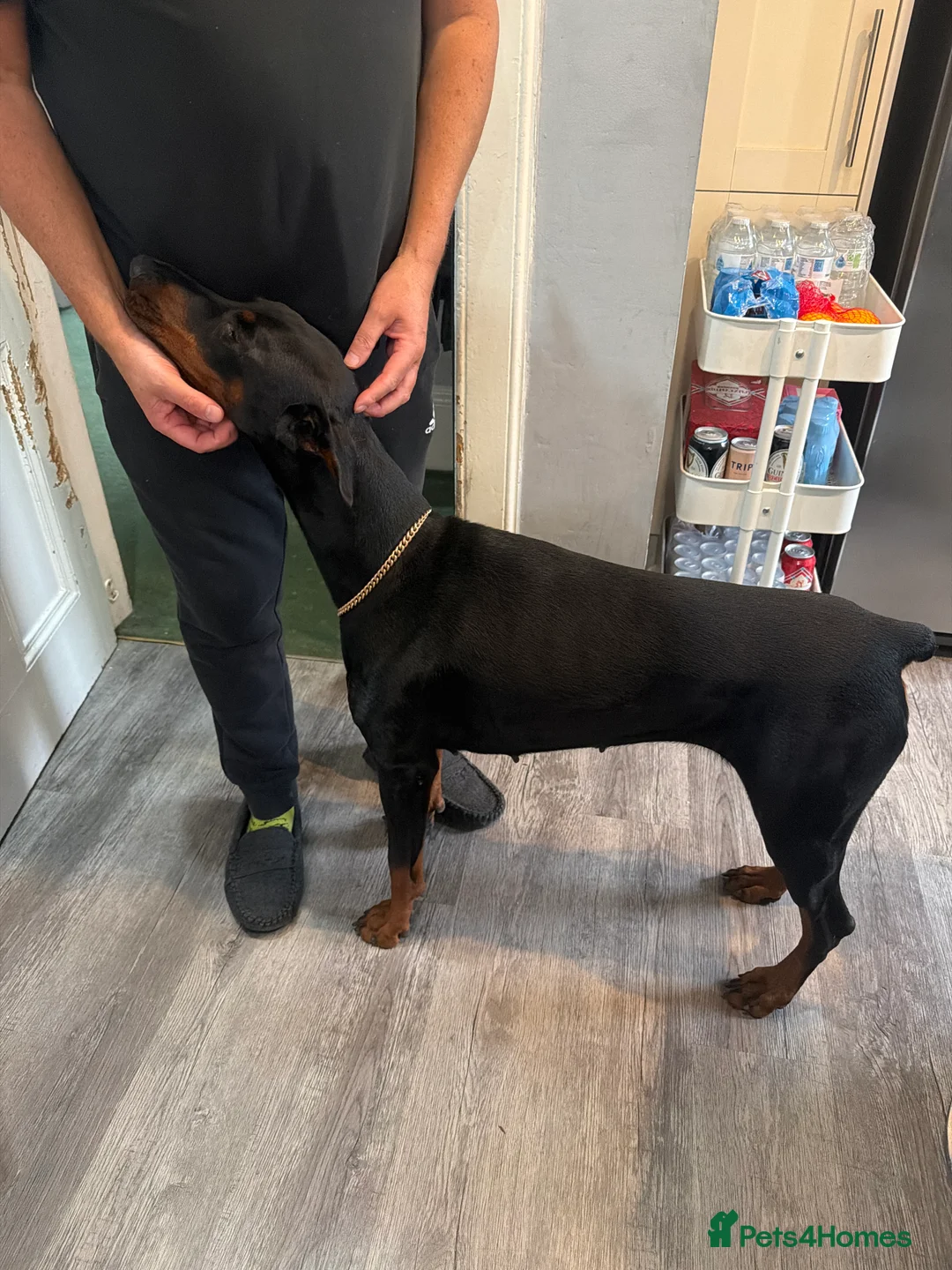 Dobermann dogs for sale: Doberman bitch  in Falkirk - Advert 2
