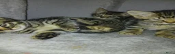 Mixed Breed cats for sale: 5 Beautiful kittens for sale - Advert 9