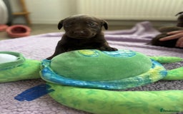 Labrador Retriever dogs for sale: KC Labrador puppies - Image 4