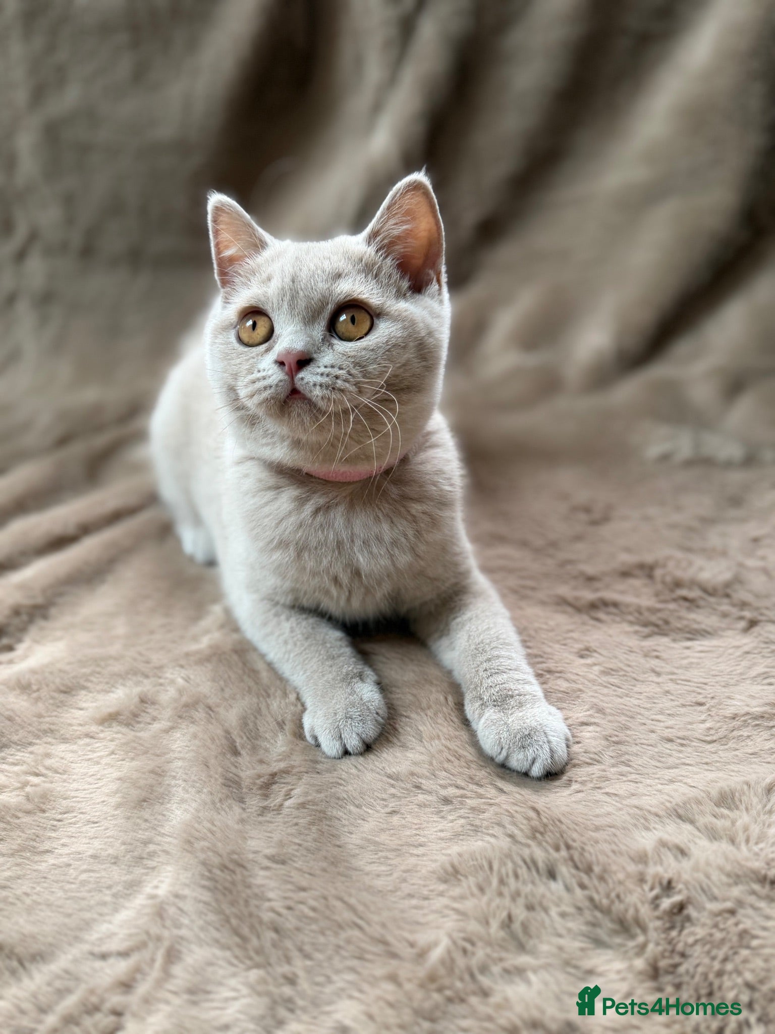 British Shorthair cats 5 Beautiful Lilac & Blue British Shorthair Kittens - Advert 1