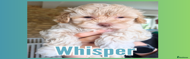 Whisper