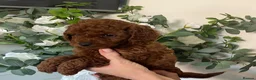 Cavapoochon dogs for sale: DNA Tested Hypoallergenic Cavapoochon F1BB Babies  - Advert 8