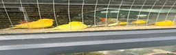 Canaries birds for sale: VARIOUS PAIRS OF CANAIRES in Leyland - Advert 3