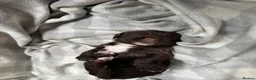 Sprocker dogs for sale: Sprocker puppies  in Dalry - Advert 15