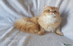 British Longhair cats for sale: British Longhair older kitten for sale  - Image 6