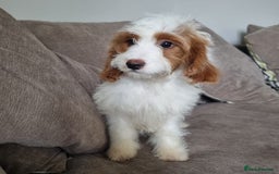 Cavapoo dogs for sale: F1 Cavapoo puppies - Image 10
