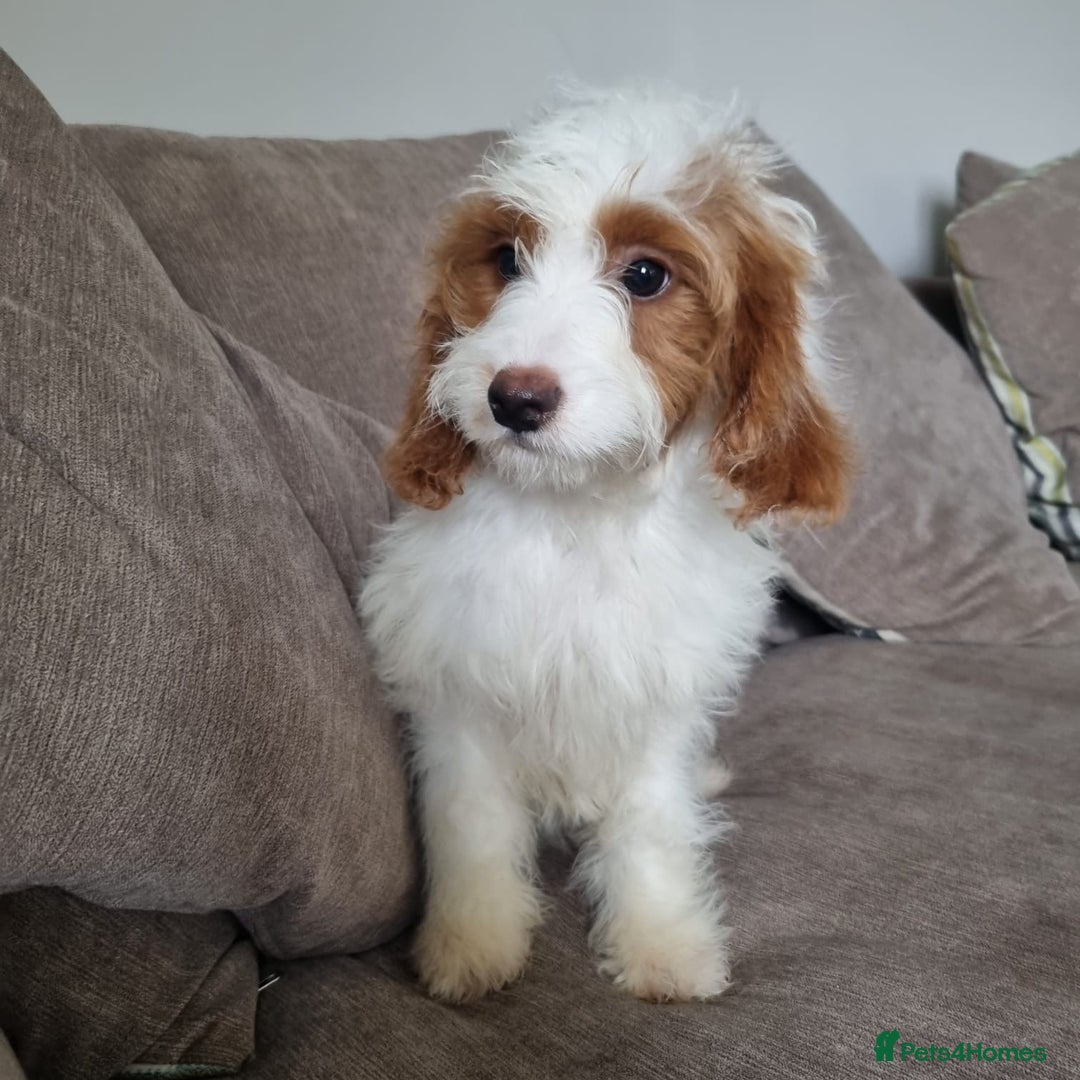Cavapoo dogs for sale: F1 Cavapoo puppies - Image 10