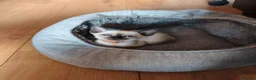 Siamese cats for sale: Gorgeous Siamese kittens!!! - Advert 11
