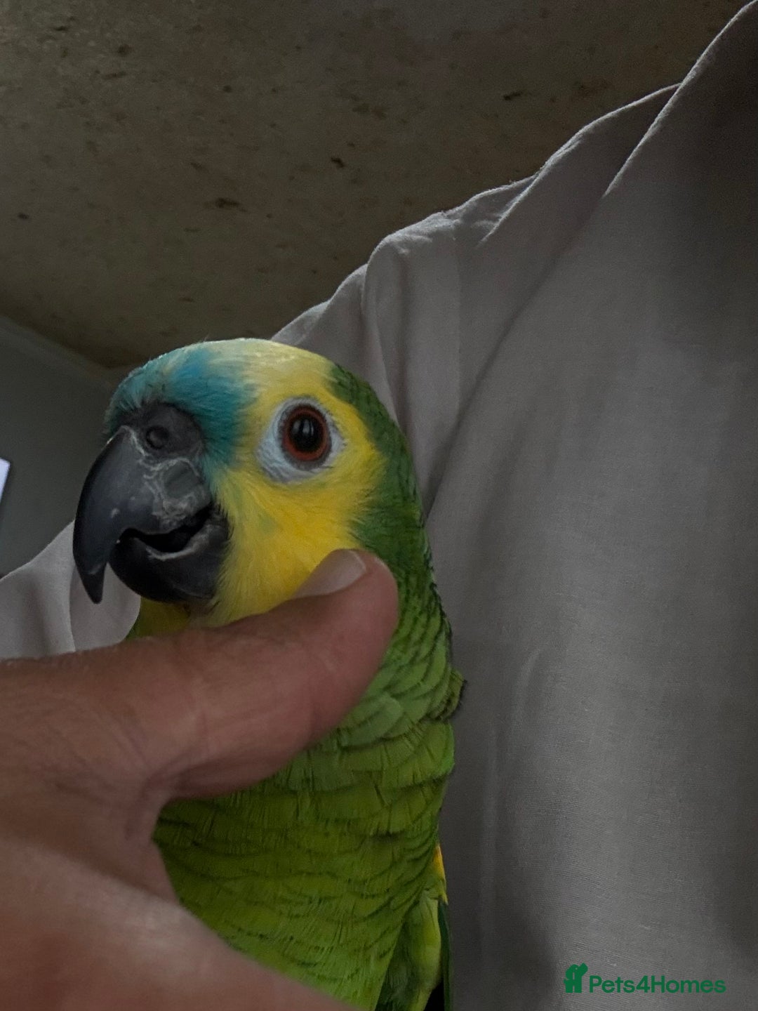 Parrots birds for sale: Blue Font Amazon Male Parrot sorry sold now - Advert 2