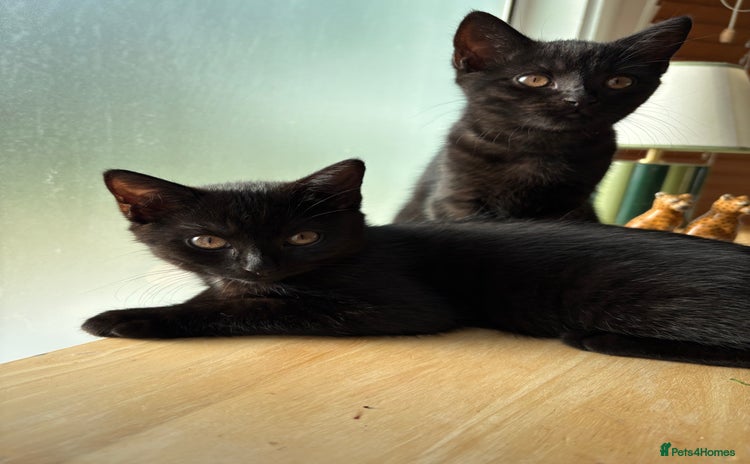 Mixed Breed cats Two beautiful all black kittens - Advert 8