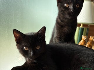 Mixed Breed cats Two beautiful all black kittens - Advert 7