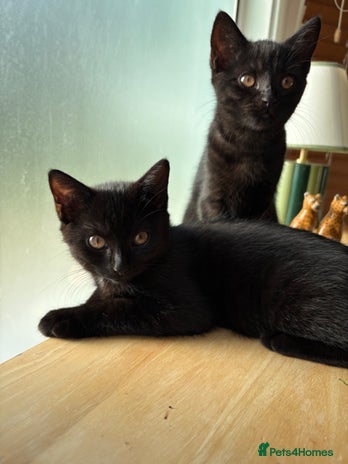 Mixed Breed cats Two beautiful all black kittens - Advert 8