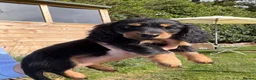 Miniature Dachshund dogs for sale: READY NOW KC Long-Haired Miniature Dachshund girl - Advert 6