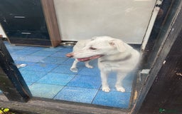 Mixed Breed dogs for adoption: Meet KERA !  A lovely girl - for a Loving Home - Image 28