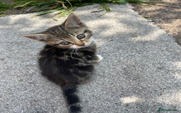 American Shorthair cats for sale: 4 BEAUTIFUL KITTENS FOR SALE - Image 3