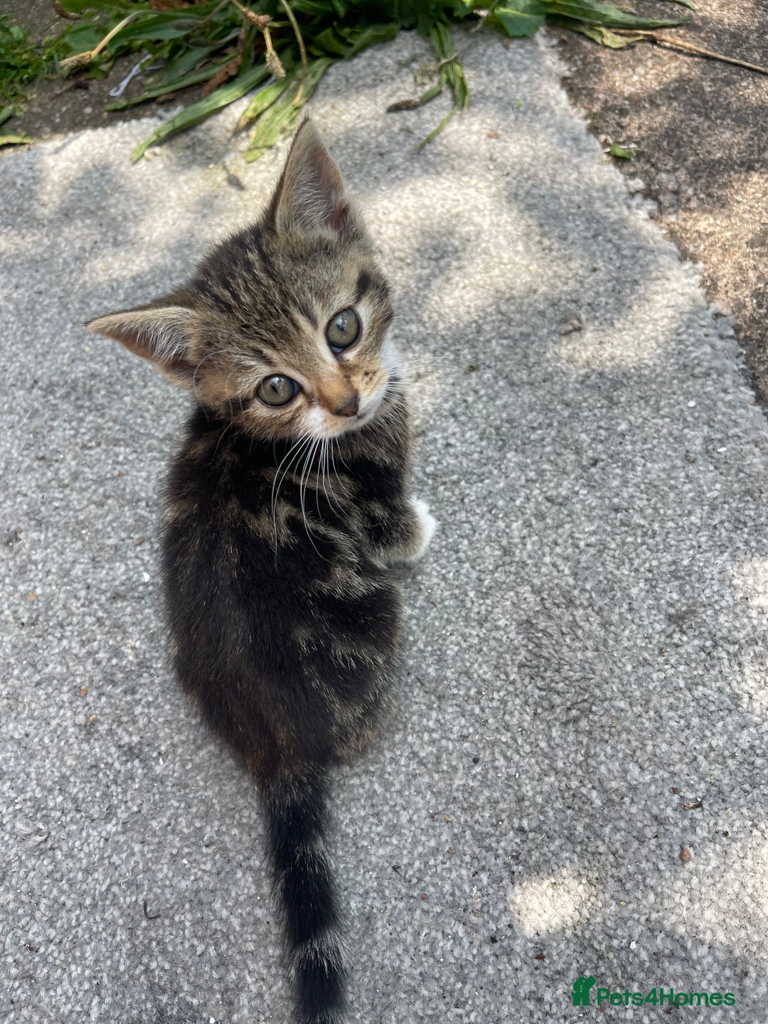 American Shorthair cats for sale: 4 BEAUTIFUL KITTENS FOR SALE - Image 3