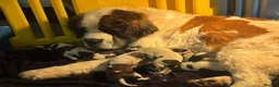 Saint Bernard dogs for sale: Chunky KC Reg Saint Bernard puppies for sale - Advert 6