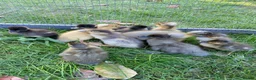Ducks poultry for sale: Unsexed Indian Runner Ducklings + Fertile Eggs - Advert 3