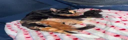 Mixed Breed cats for sale: Mixed kittens  - Advert 1