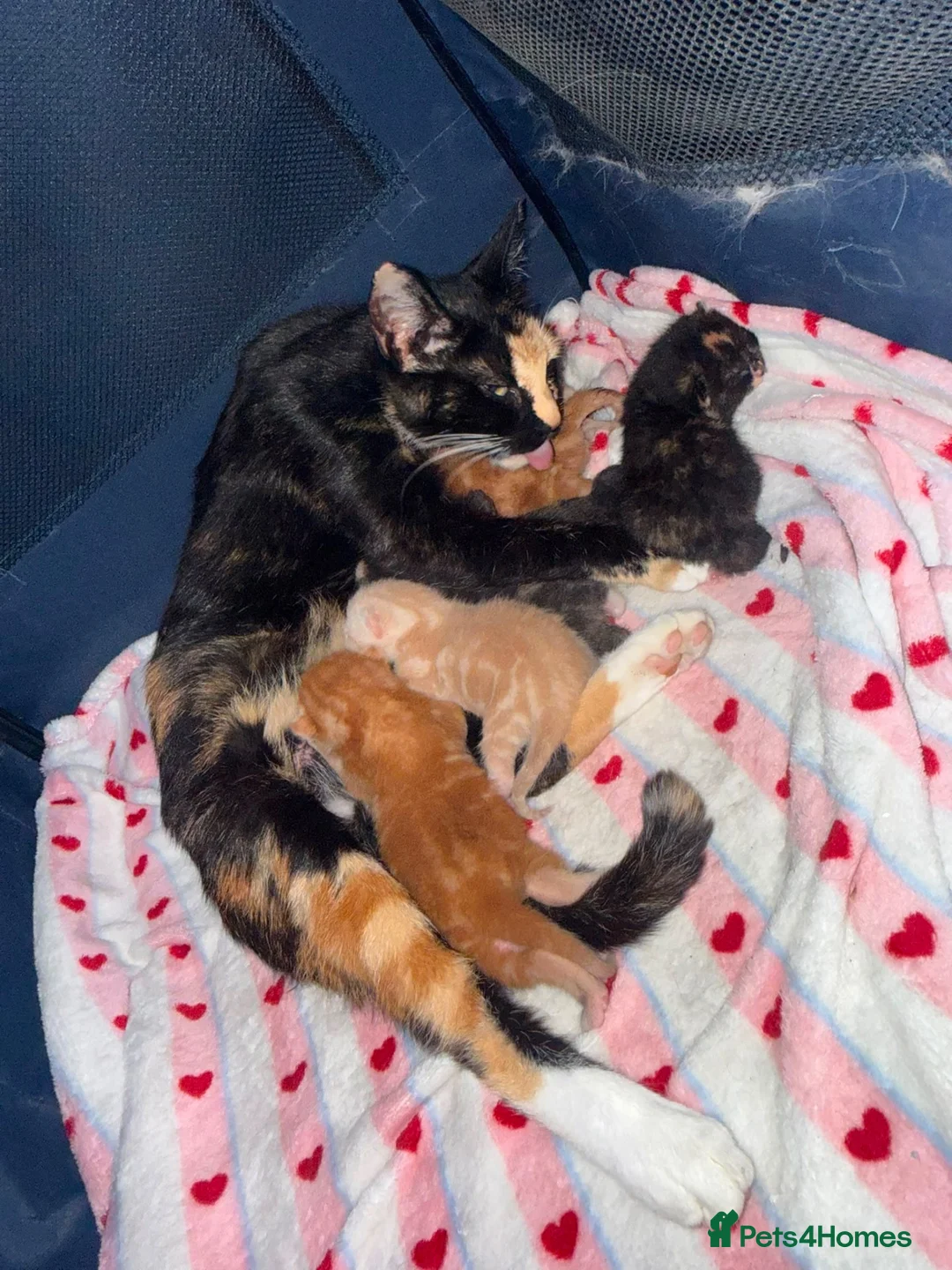 Mixed Breed cats for sale: Mixed kittens  - Advert 1