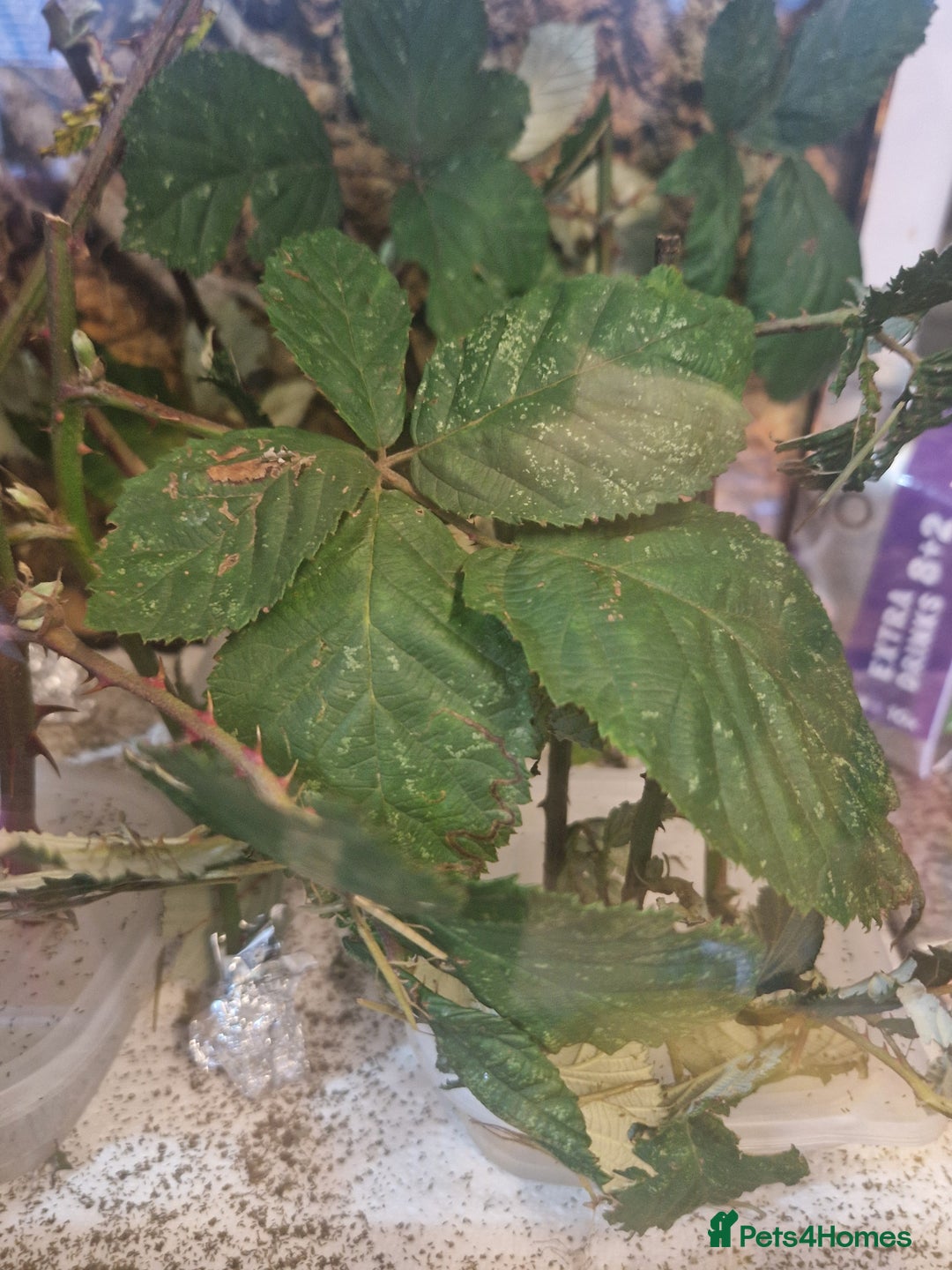 Stick Insects invertebrates for sale: Indian stick insect nymph's available 50p each - Advert 2