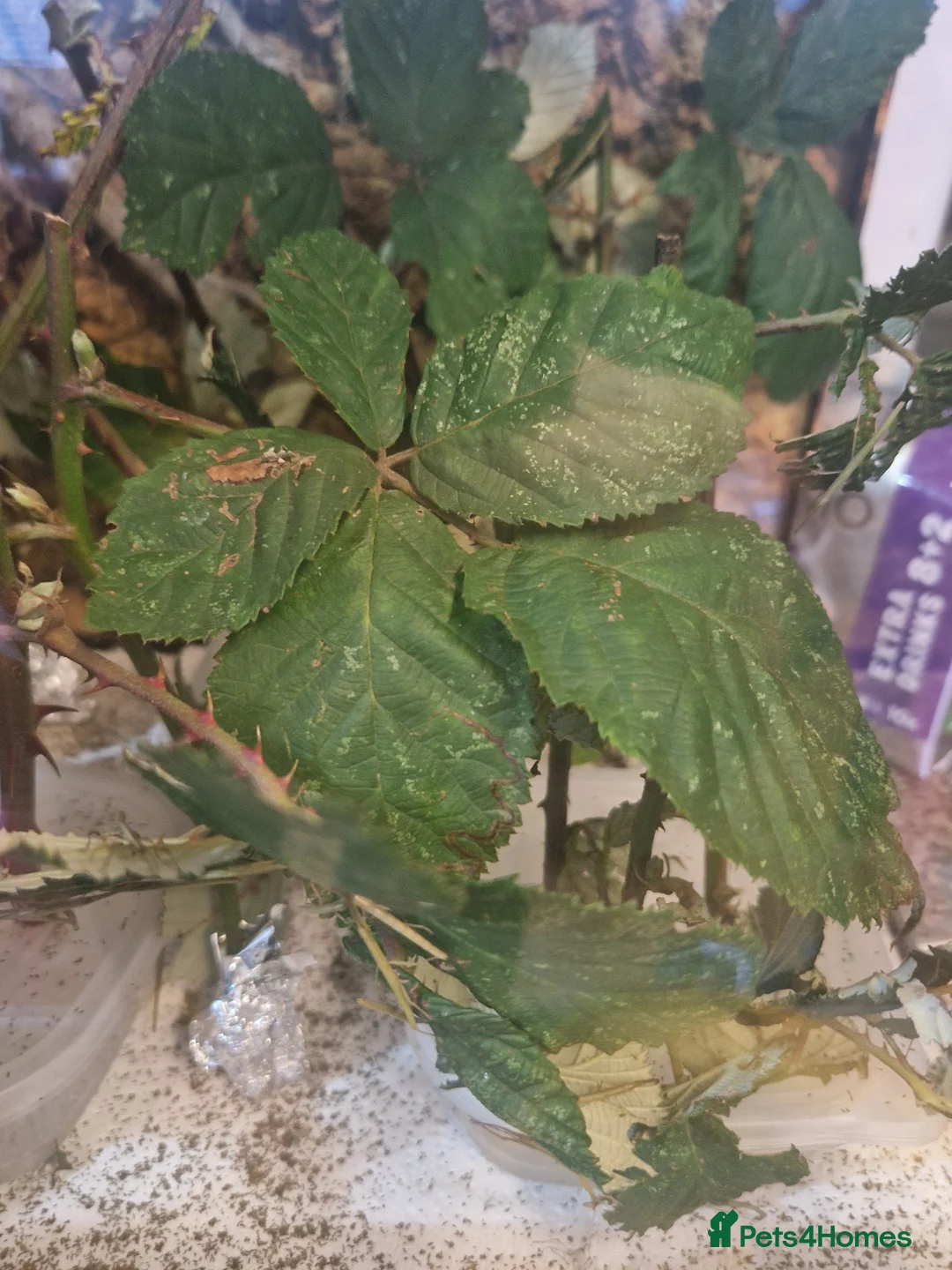 Stick Insects invertebrates for sale: Indian stick insect nymph's available 50p each - Advert 2