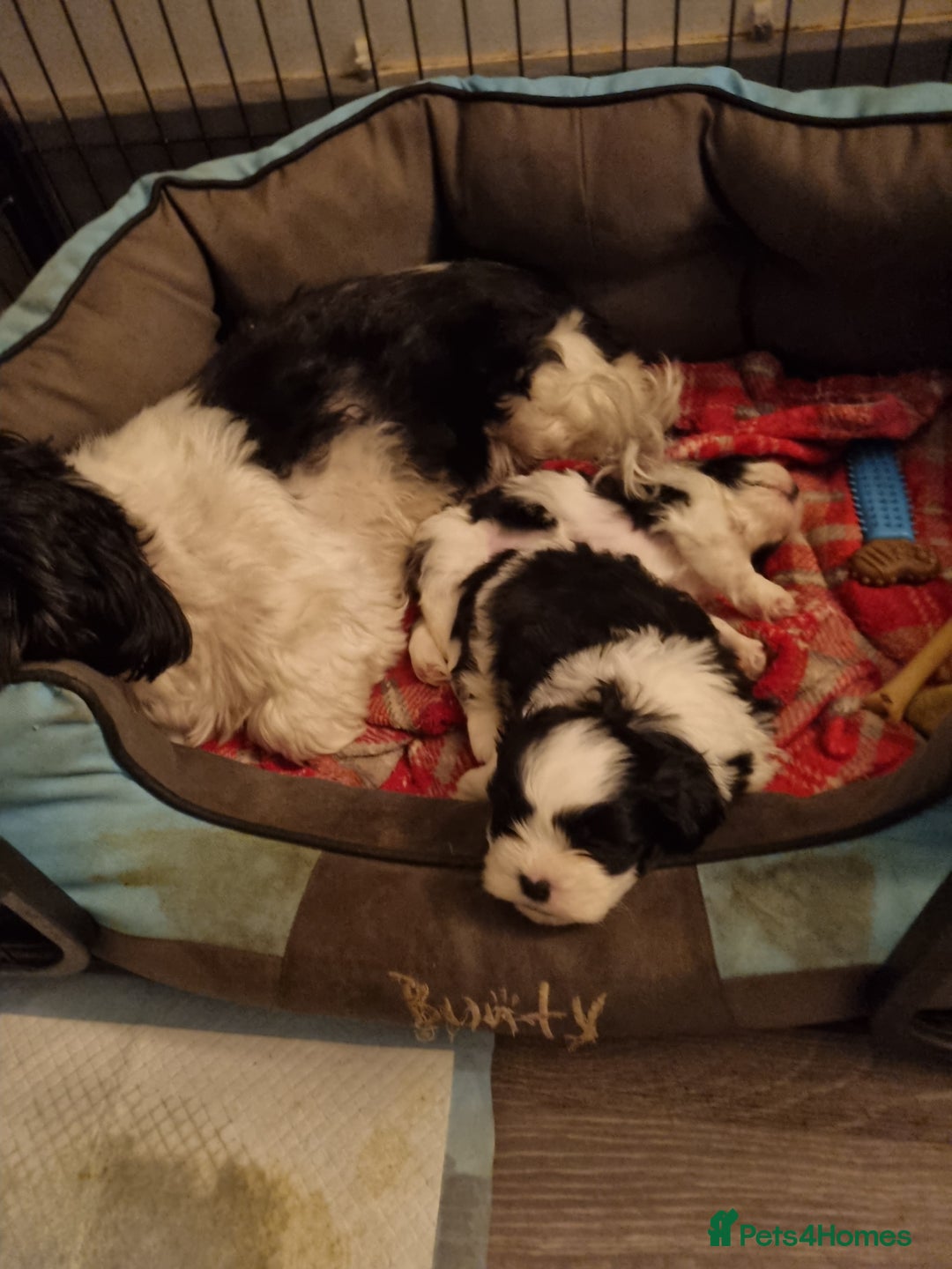 Shih Tzu dogs for sale: Shih tzus pups for sale - Advert 5