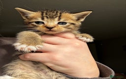 Mixed Breed cats for sale: Beautiful cross mixed breed bengal/tabby kittens  - Image 8