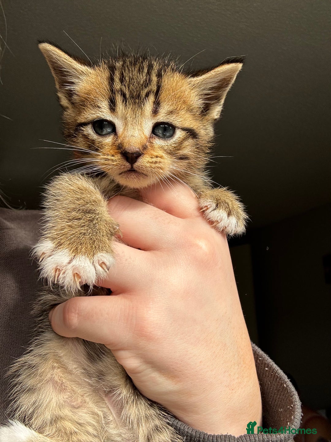 Mixed Breed cats for sale: Beautiful cross mixed breed bengal/tabby kittens  - Image 8