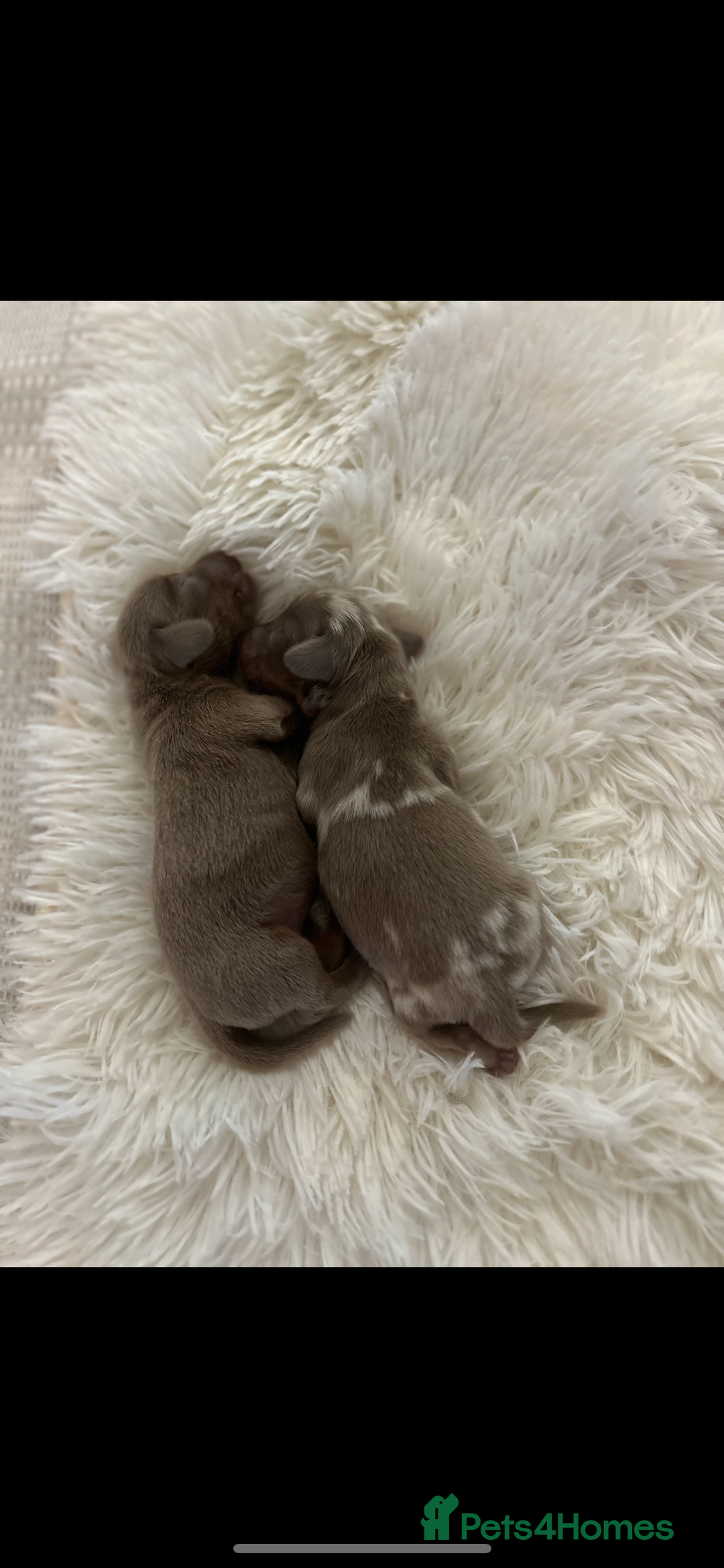 Miniature Dachshund dogs for sale: Miniature dachshunds  - Image 5