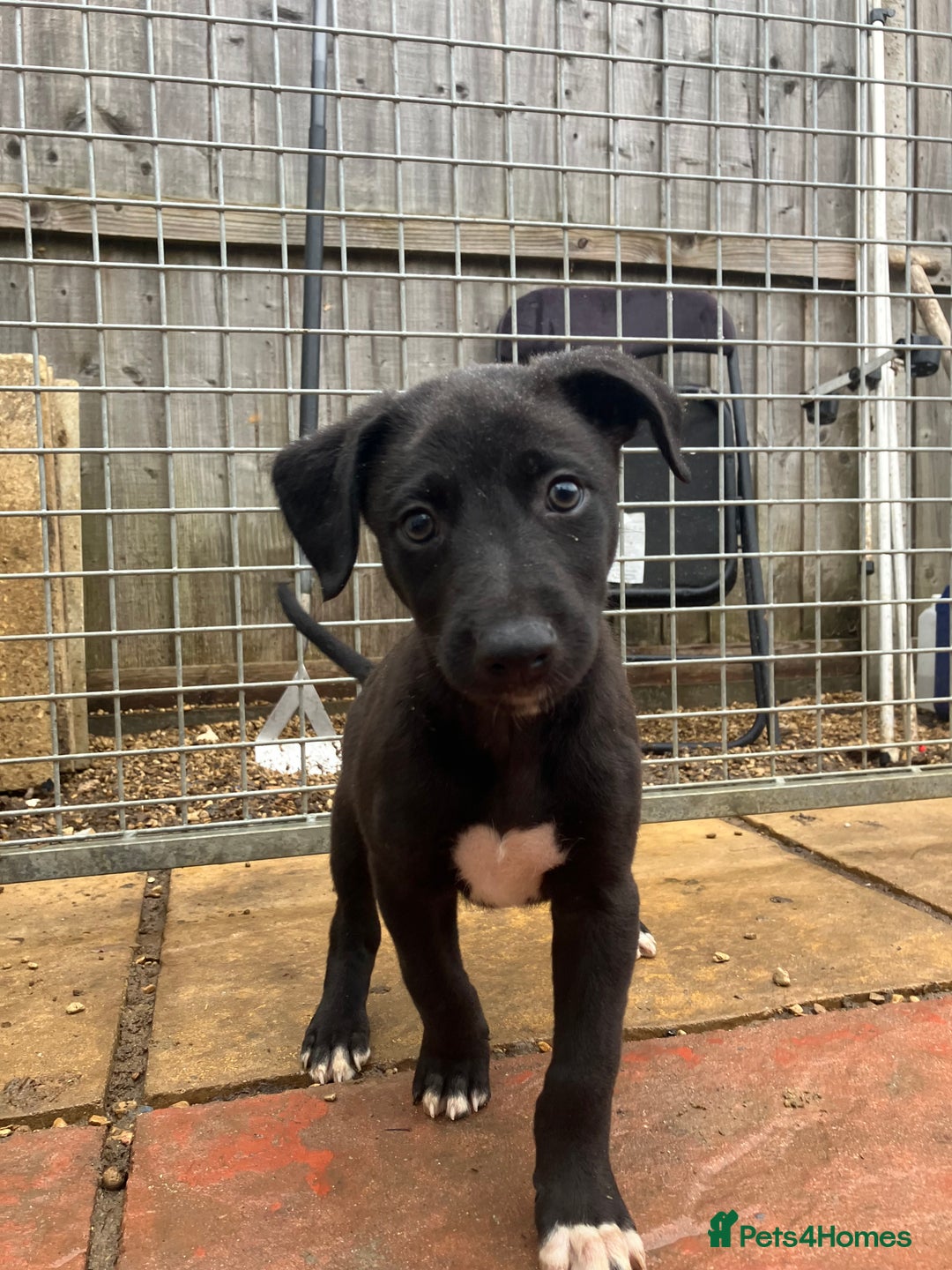 Lurcher dogs for sale: Gorgeous Lurcher pup!  - Image 7